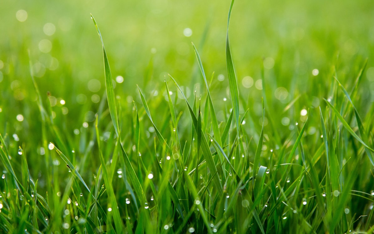 Thick green residential lawn with morning dew